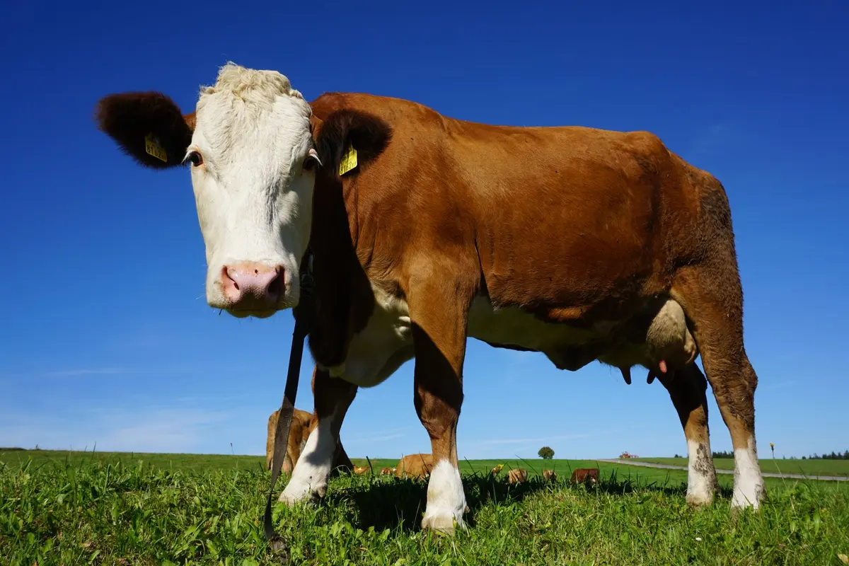 A brown cow standing in a green pasture on a sunny day, looking toward the camera.